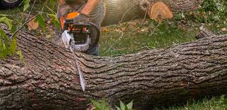 Trusted Exmore, VA Tree Removal Experts