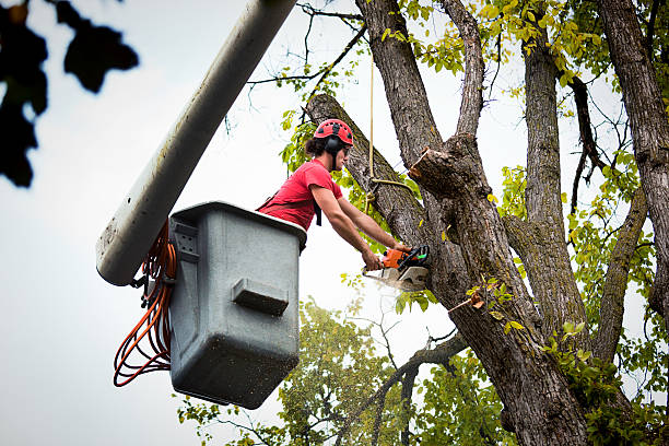 Best Seasonal Cleanup (Spring/Fall)  in Exmore, VA