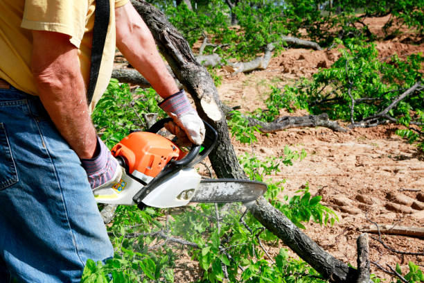 Best Tree Preservation Services  in Exmore, VA